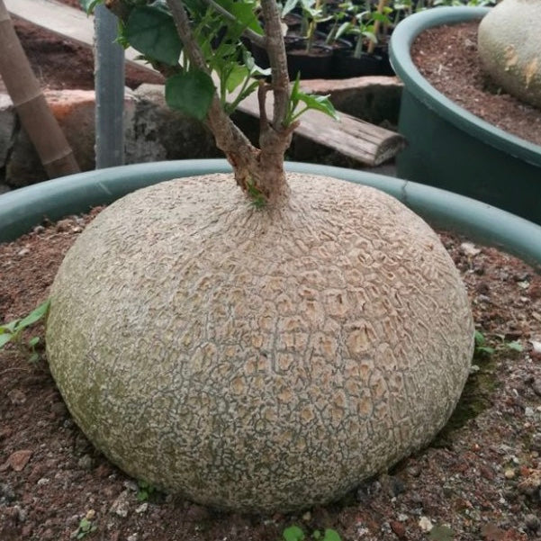 睡布袋 Gerrardanthus macrorhizus:圖片 5