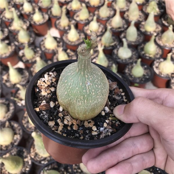 睡布袋 Gerrardanthus macrorhizus:圖片 2