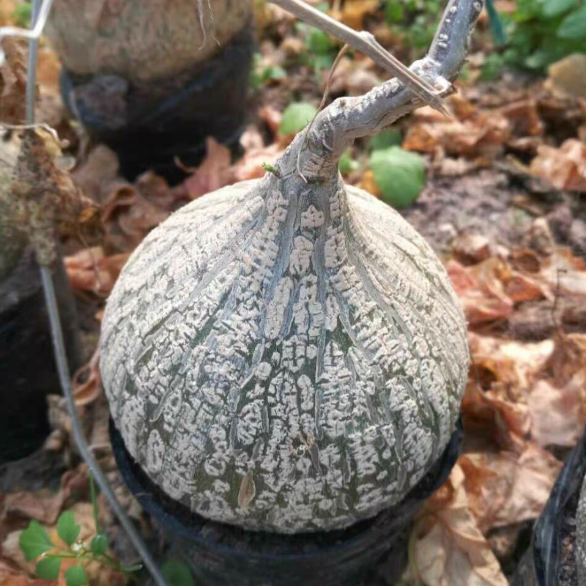 睡布袋 Gerrardanthus macrorhizus:圖片 3