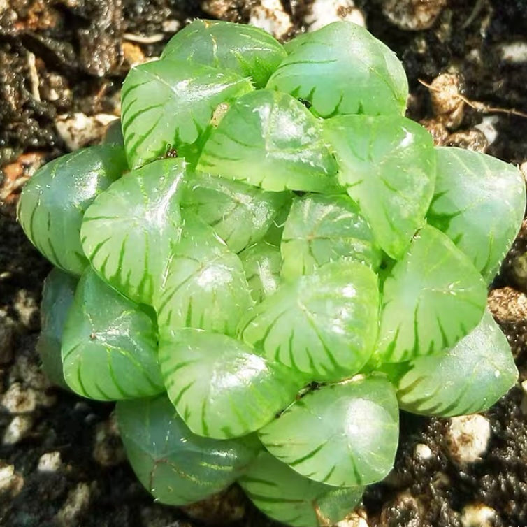 姬玉露 Haworthia cooperi var. truncata (2-4cm)