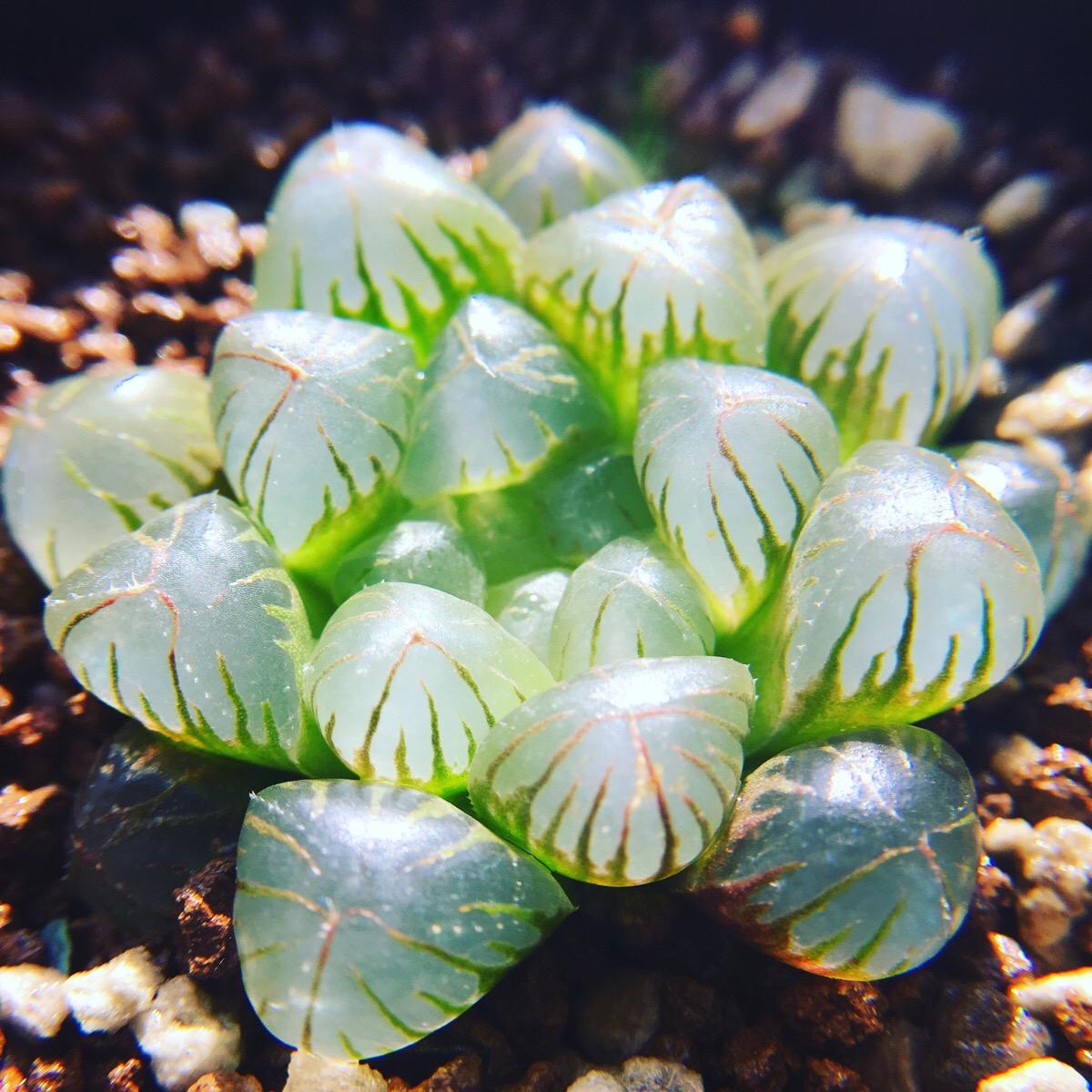 姬玉露 Haworthia cooperi var. truncata (2-4cm):圖片 2