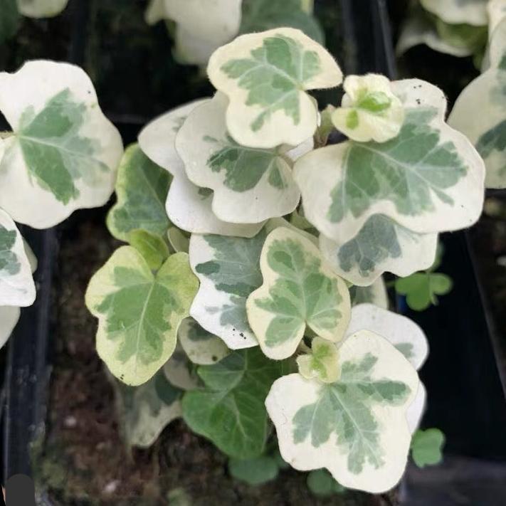 常春藤 Hedera helix
