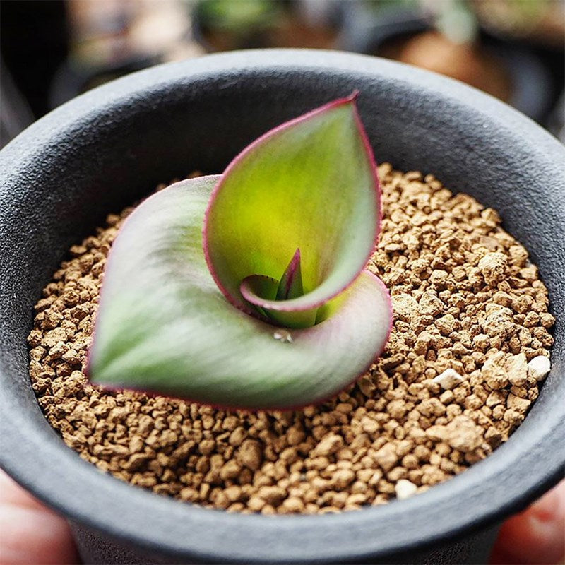 艷鏡 Hedgehog lily (Massonia depressa):圖片 2