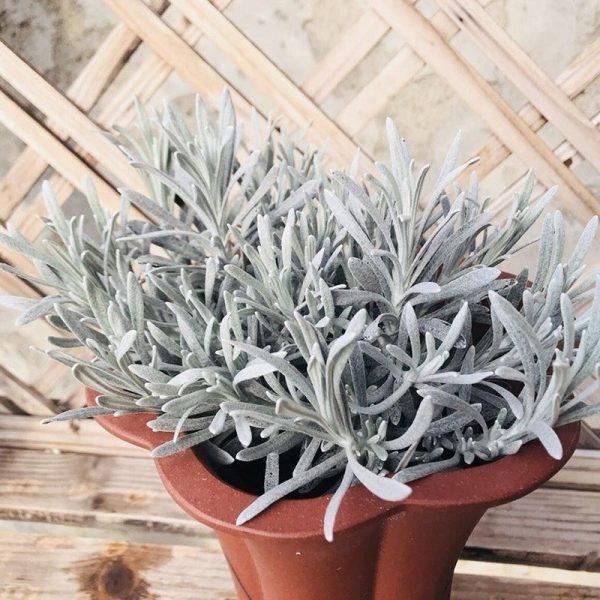 冰錐蠟菊 Helichrysum 'Crystal Ice'：圖片 2