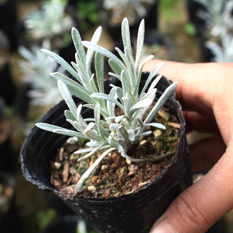 冰錐蠟菊 Helichrysum 'Crystal Ice'