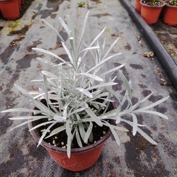冰錐蠟菊 Helichrysum 'Crystal Ice'：圖片 3