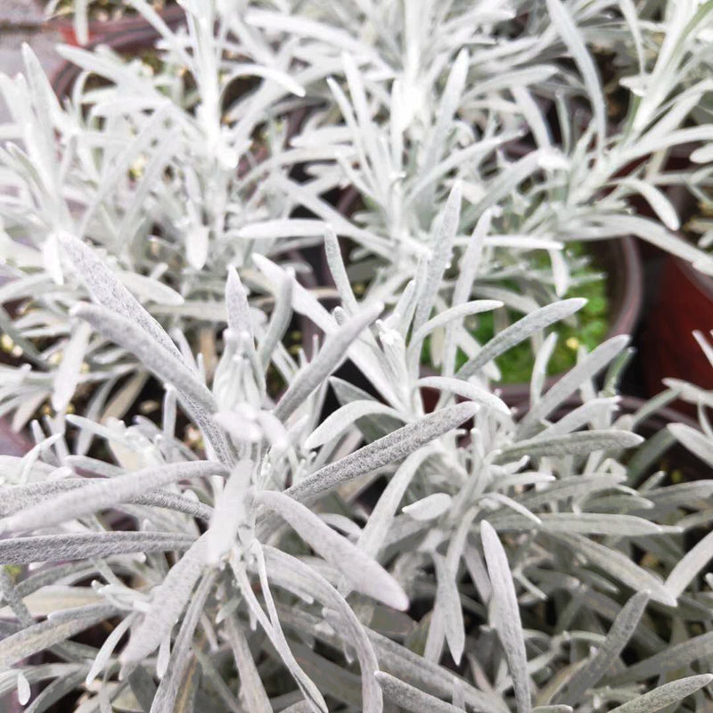 冰錐蠟菊 Helichrysum 'Crystal Ice':圖片 4