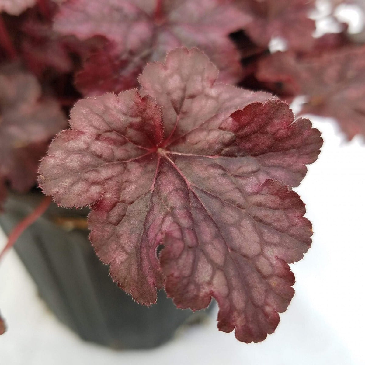 珊瑚鈴鐺 Heuchera Plum Pudding：圖片 2