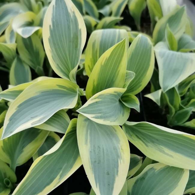 玉簪花 Angelique Hosta:圖片 2