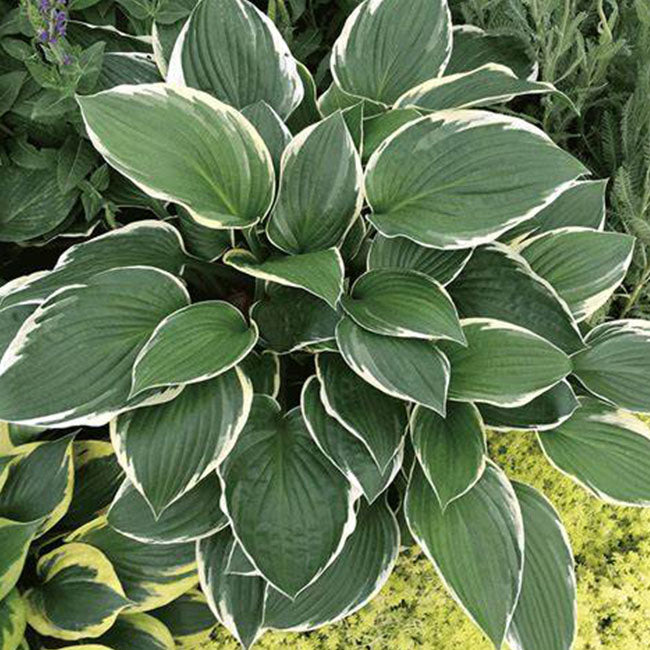 狹葉玉簪 France Hosta (Hosta fortunei)