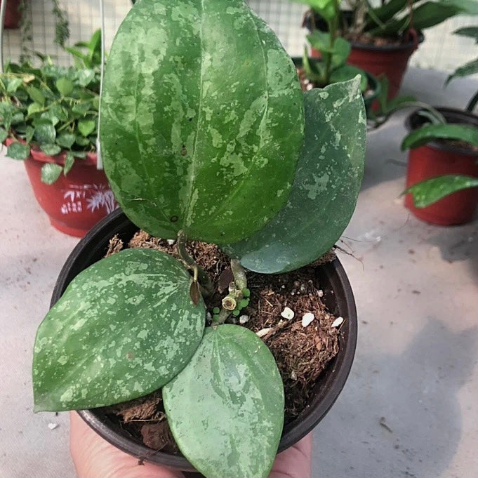 大葉球蘭 Hoya macrophylla 'Snow Queen':圖片 4