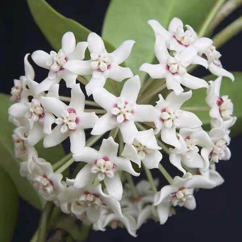 南方球蘭 Hoya australis 'Keysii'