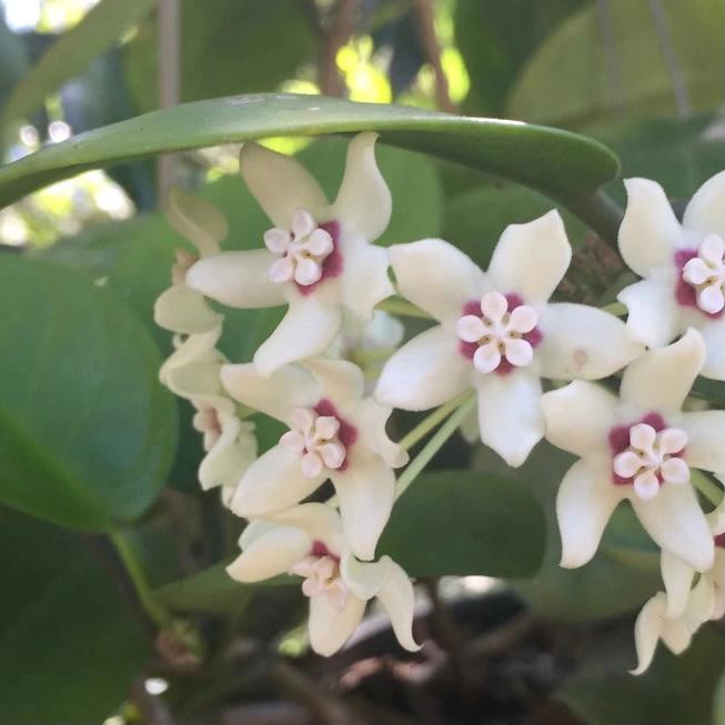 南方球蘭 Hoya australis 'Keysii'：圖片 2