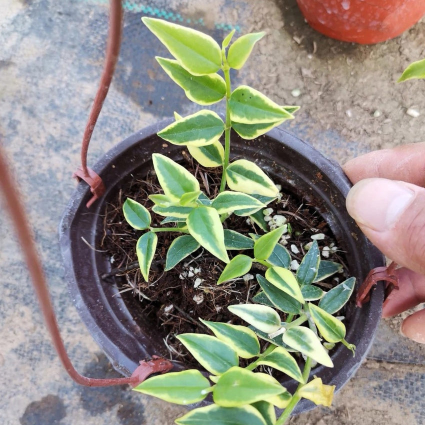 斑葉貝拉球蘭 Hoya bella variegated：圖片 2