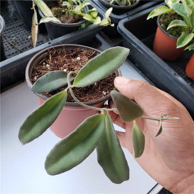 蜜糖毬蘭 Hoya burtoniae：圖片 3