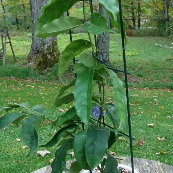 康蓬那球蘭 Hoya campanulata:圖片 2