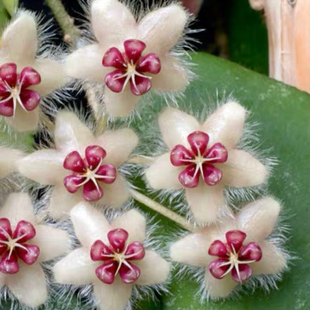 尾狀球蘭 Hoya caudata 'Red'