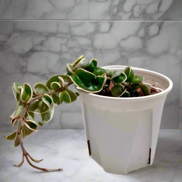 捲葉球蘭 Hoya compacta albomarginata 'regalis':圖片 2