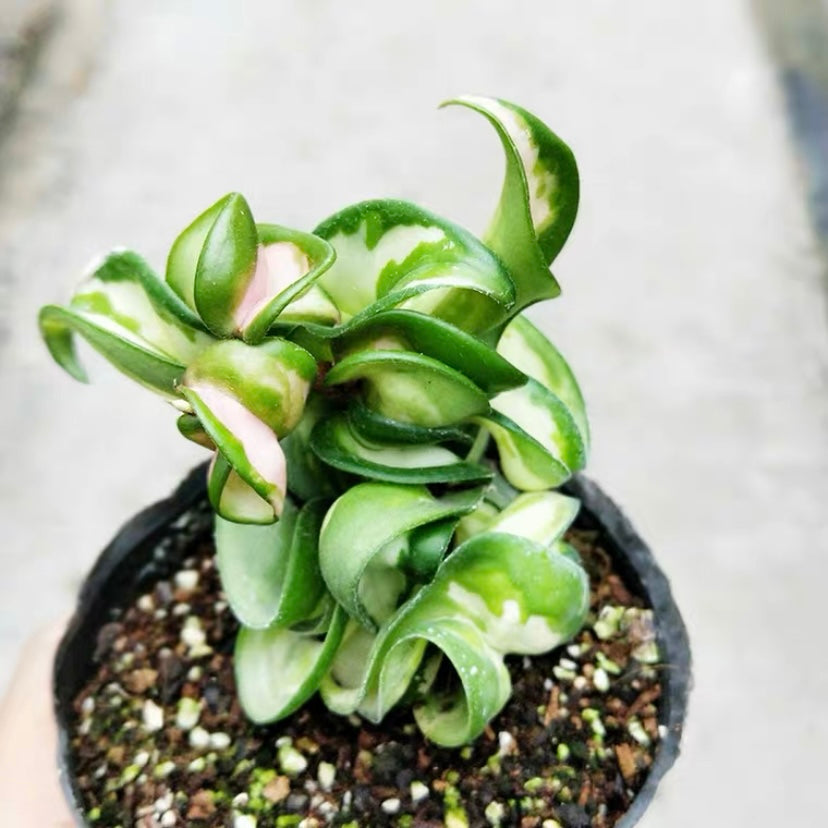 捲葉球蘭 Hoya compacta var. 'Mauna loa'