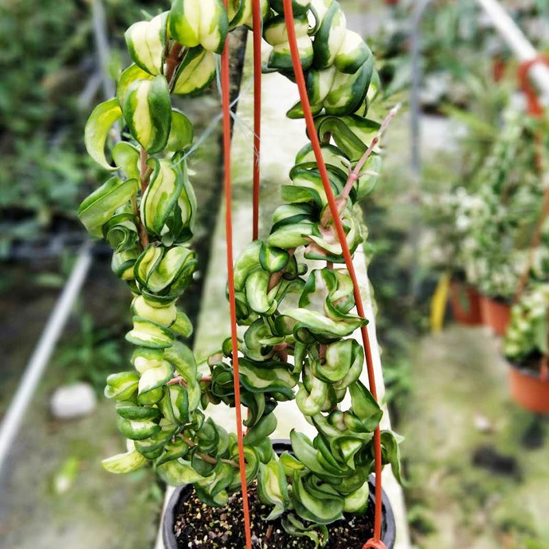 捲葉球蘭 Hoya compacta var. 'Mauna loa':圖片 3
