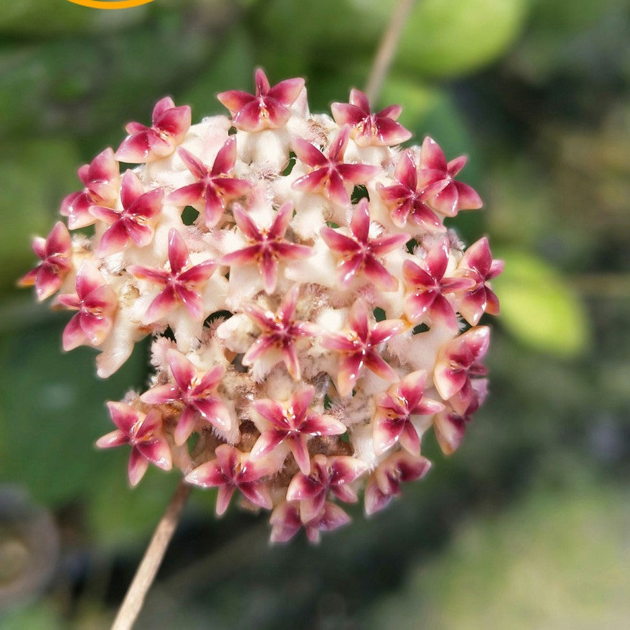 紅副球蘭 Hoya erythrinaemma red