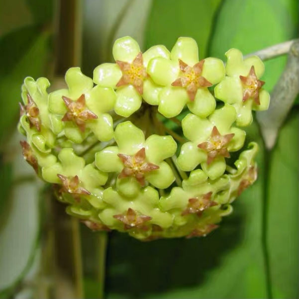 球蘭 Hoya fusco marginata 'Hoya cv.Noelle':圖片 4
