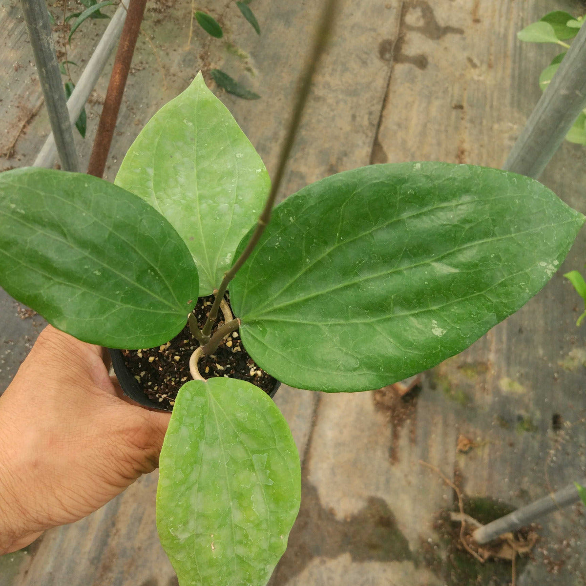 光葉球蘭 Hoya glabra：圖片 3