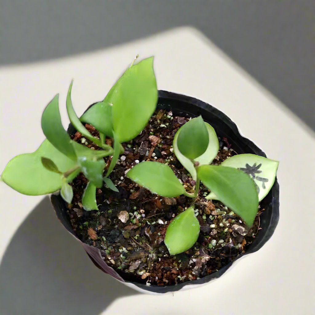 休斯科爾毬蘭(粉) Hoya heuschkeliana ssp. pink