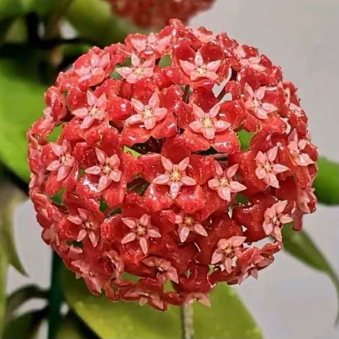 紅火毬蘭 Hoya ilagiorum：圖片 2
