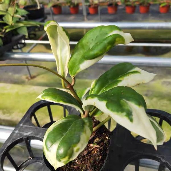 厚冠球蘭 Hoya incrassata albomarginata