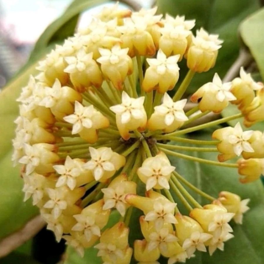 厚冠球蘭(月影) Hoya incrassata 'Moon Shadow':圖片 2
