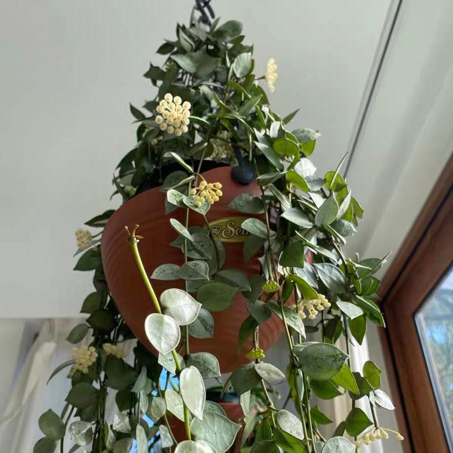 裂瓣球蘭 Hoya lacunosa silver：圖片 5