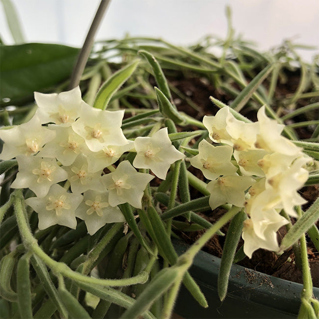 線葉球蘭 Hoya linearis:圖片 2