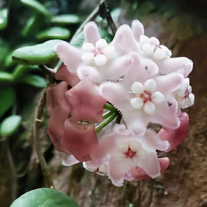 香花球蘭 Hoya lyi Pink flower