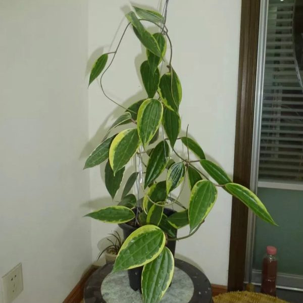 花邊大葉球蘭 Hoya macrophylla variegated:圖片 2