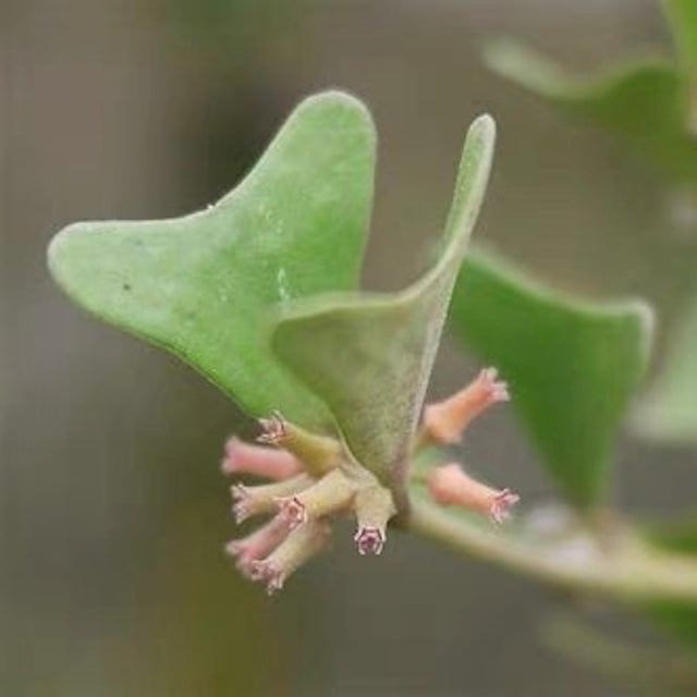 三角葉球蘭 Hoya manipurensis：圖片 2