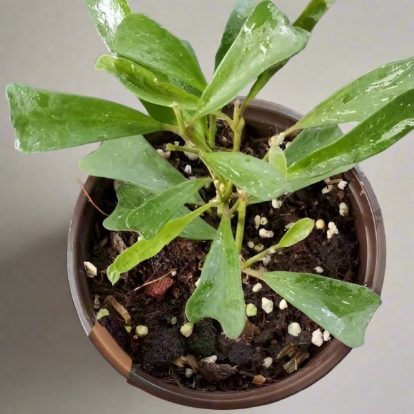 三角葉球蘭 Hoya manipurensis