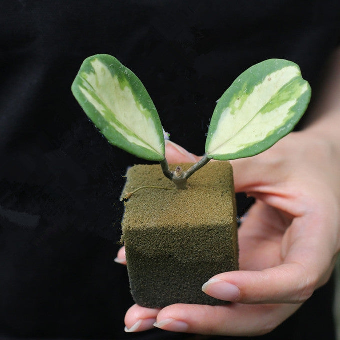 凹葉球蘭 Hoya obovata var.：圖片 3