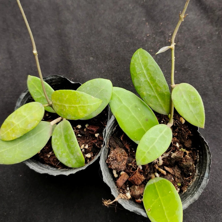 寄生球蘭 Hoya parasitica var. Pink:圖片 4