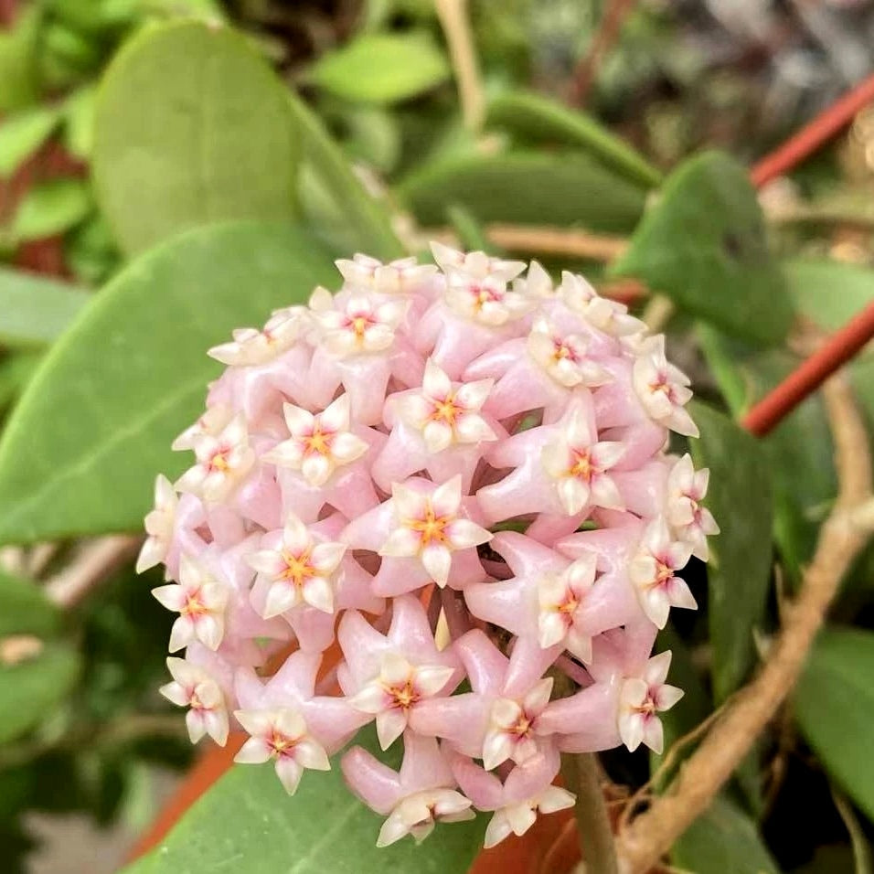 寄生球蘭 Hoya parasitica var. Pink:圖片 2