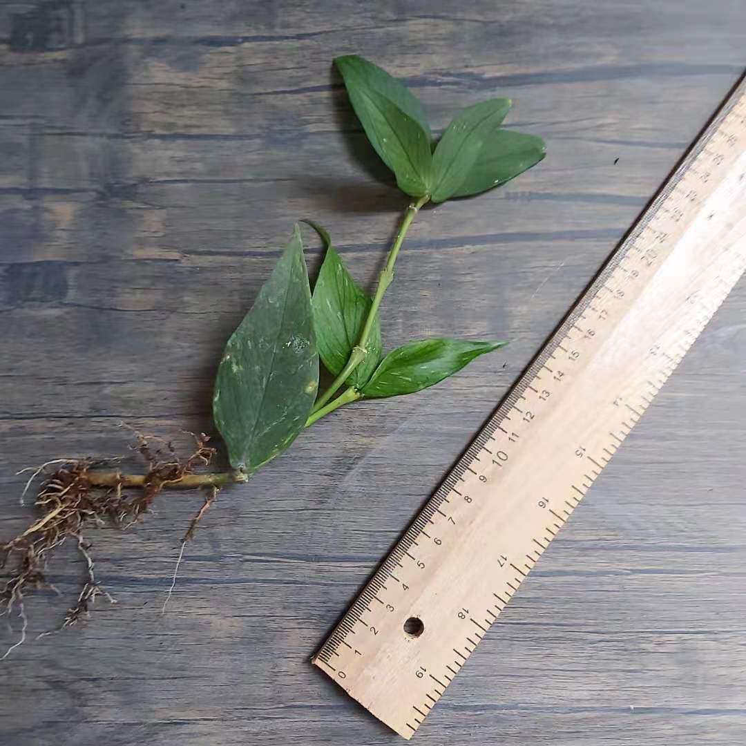 多脈球蘭 Hoya polyneura 'Fish tail Hoya'：圖片 4