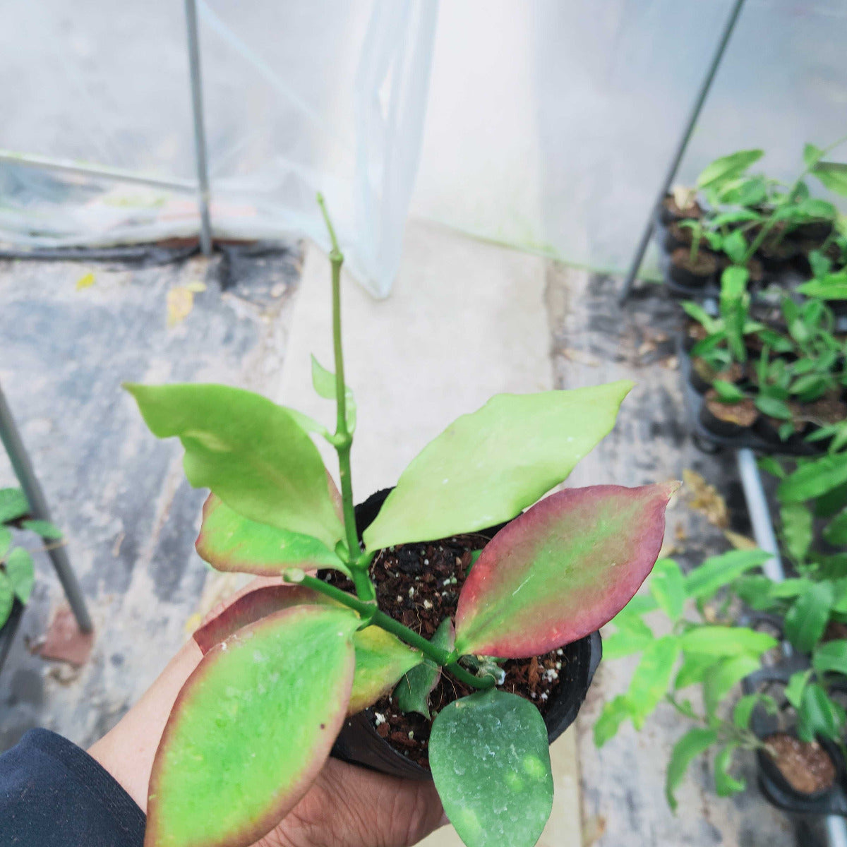 衛濱海球蘭 Hoya pseudolittoralis：圖片 3