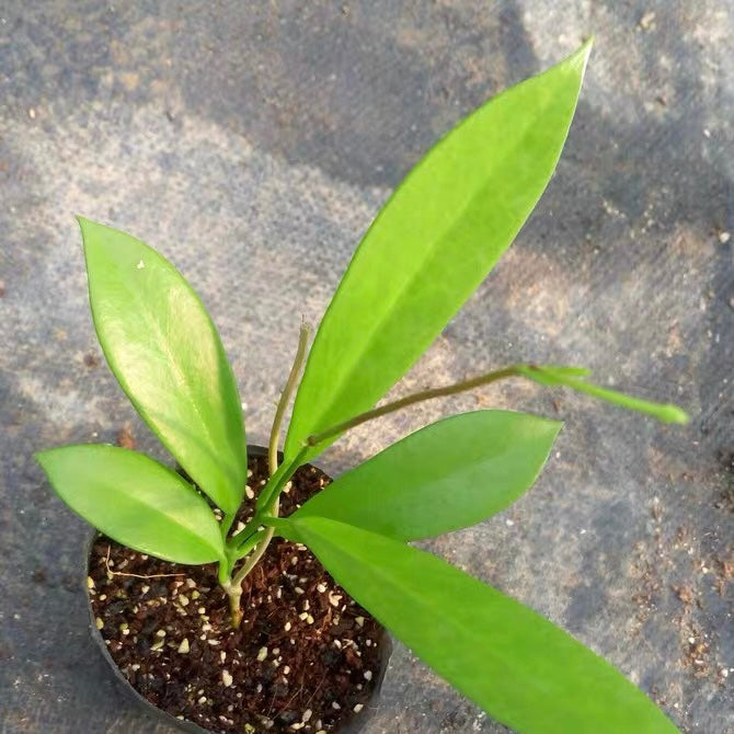 黑龍球蘭 Hoya pubicalyx 'Black dragon'：圖片 2