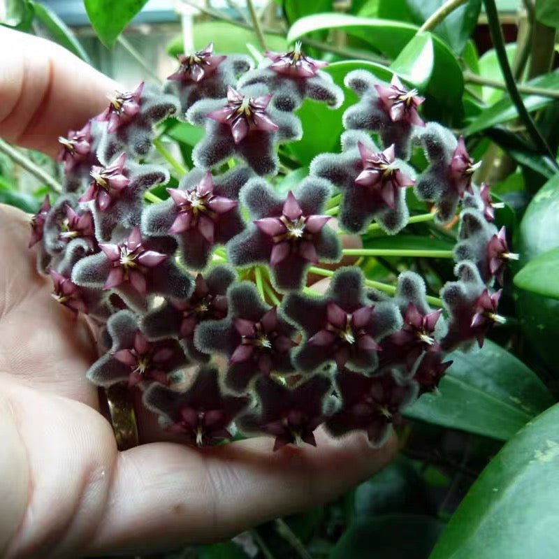 黑龍球蘭 Hoya pubicalyx 'Black dragon':圖片 4