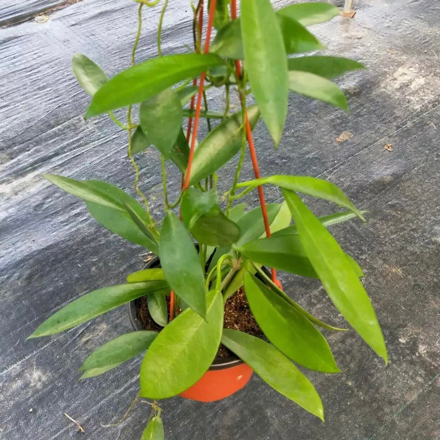 黑龍球蘭 Hoya pubicalyx 'Black dragon'：圖片 5