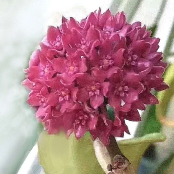 秘密球蘭 Hoya sp. sarawak