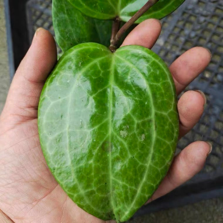 秘密球蘭 Hoya sp. sarawak：圖片 3