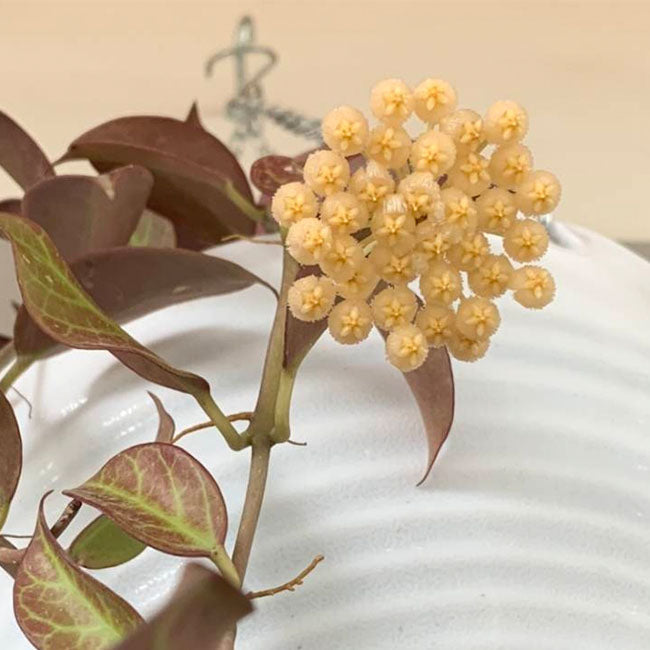 苏奈球兰 Hoya sunaise:圖片 5