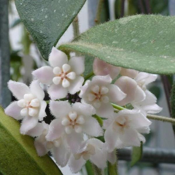 西藏球蘭 Hoya thomsonii 'White flower'：圖片 2