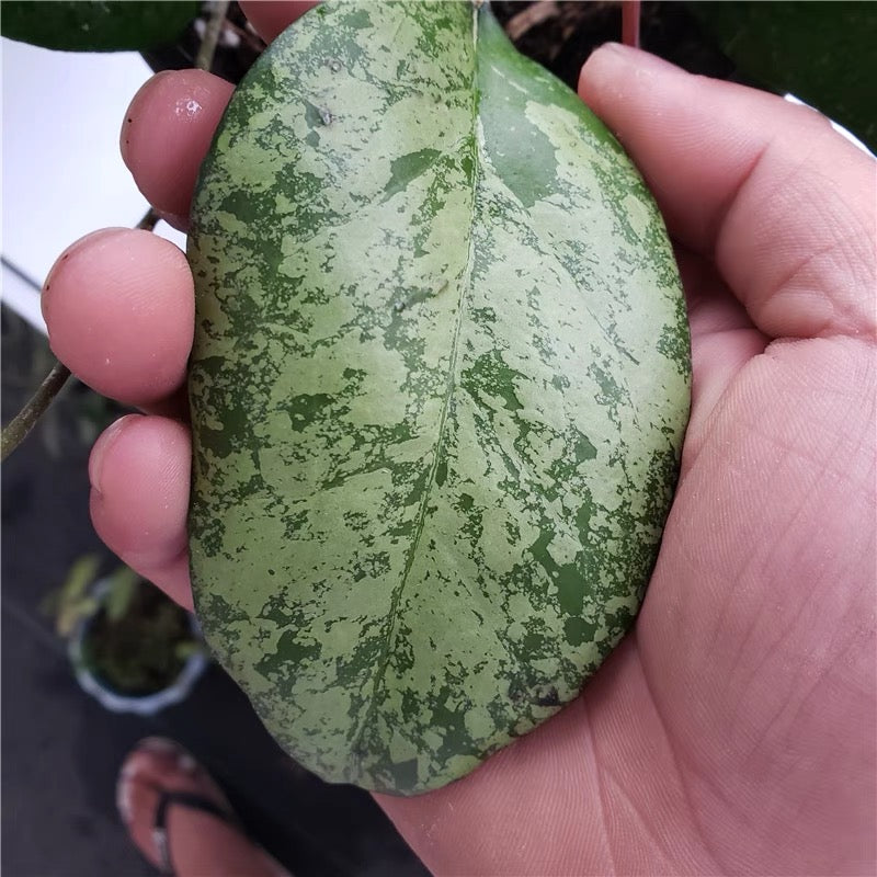 球蘭 Hoya vitellina blume：圖片 3